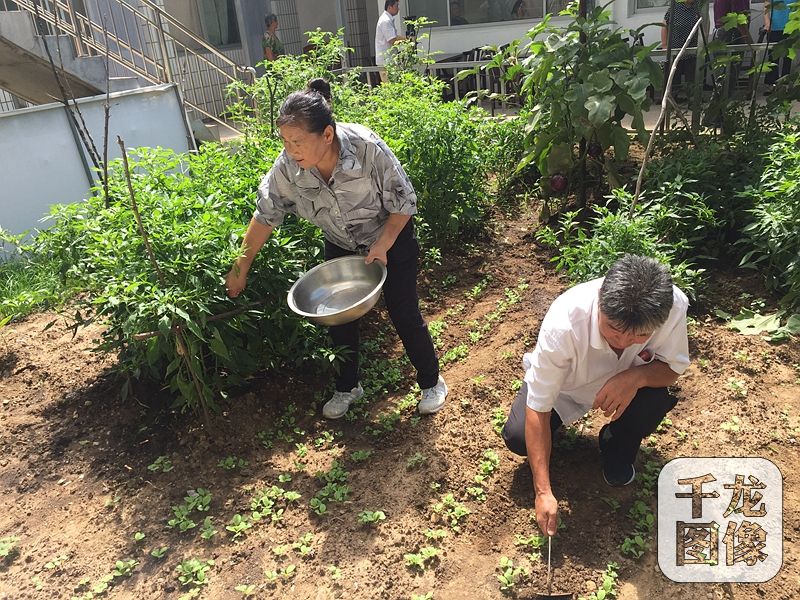 農家院的主人是57歲的村民吳賀云，三年前還是低收入戶(hù)的她，如今靠著(zhù)自己的農家院和一桌桌美味的“栗子宴”，年收入達十七八萬(wàn)，日子過(guò)得十分紅火。圖為吳賀云和家人在拾掇農家院里的小菜園。千龍網(wǎng)記者 薄晨棣攝