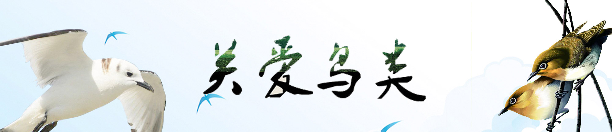 關(guān)愛(ài)鳥(niǎo)類(lèi)